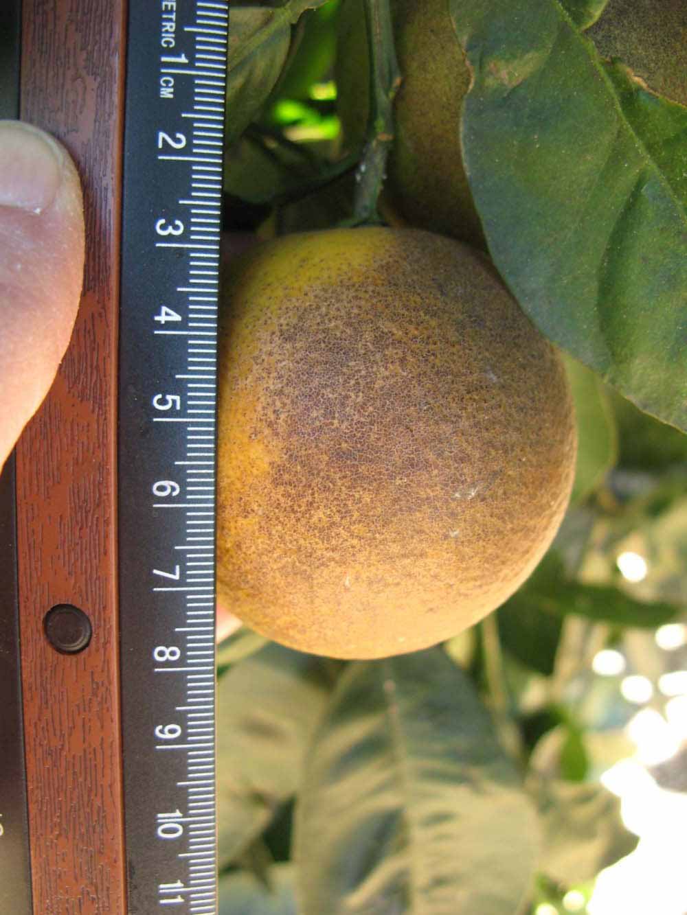              Fruit (Winter Haven, FL)       